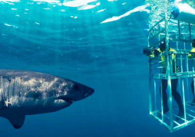 Overcoming Shark Diving Fears with Proven Safety Tips